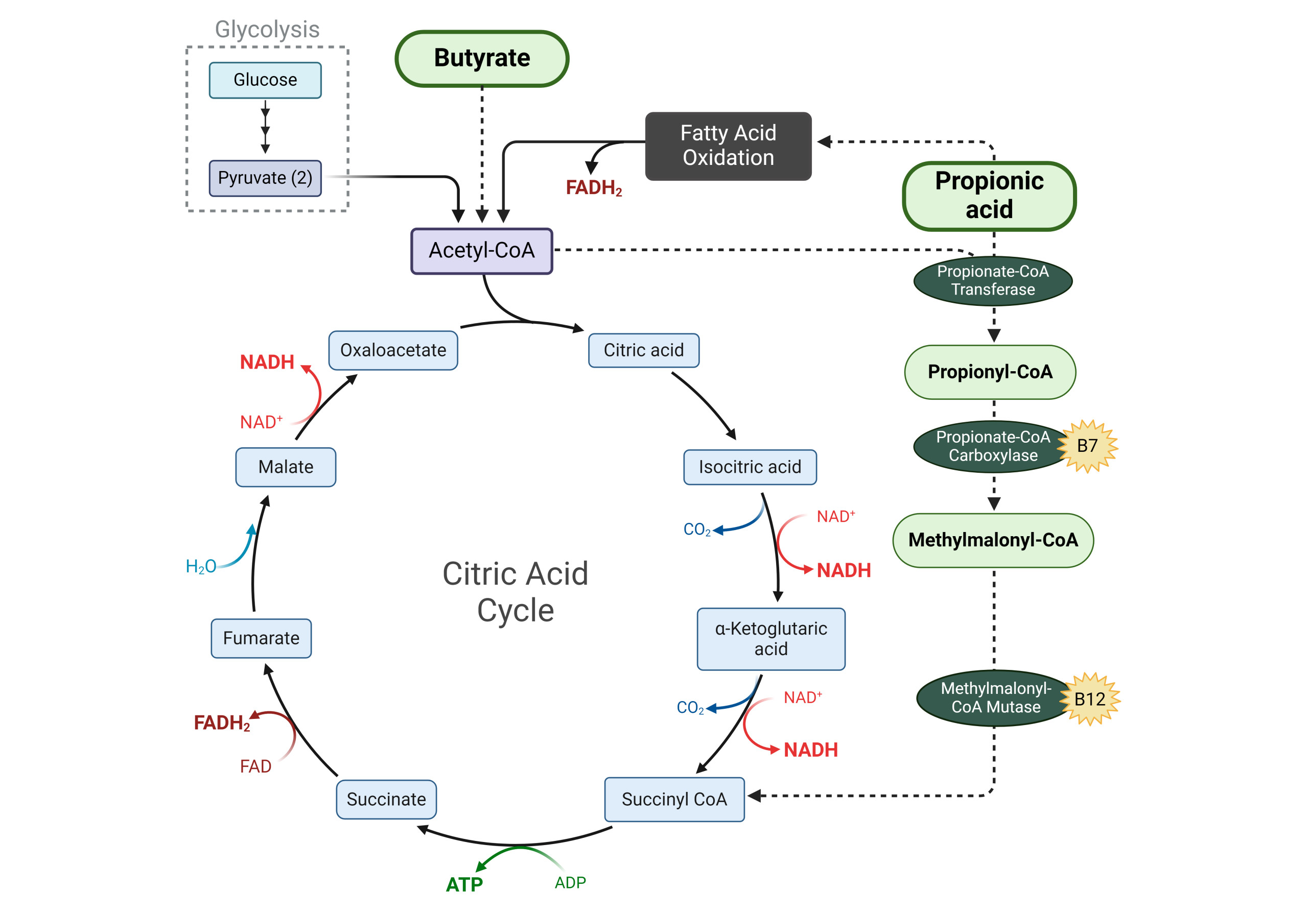 nod fig8, fatty acid