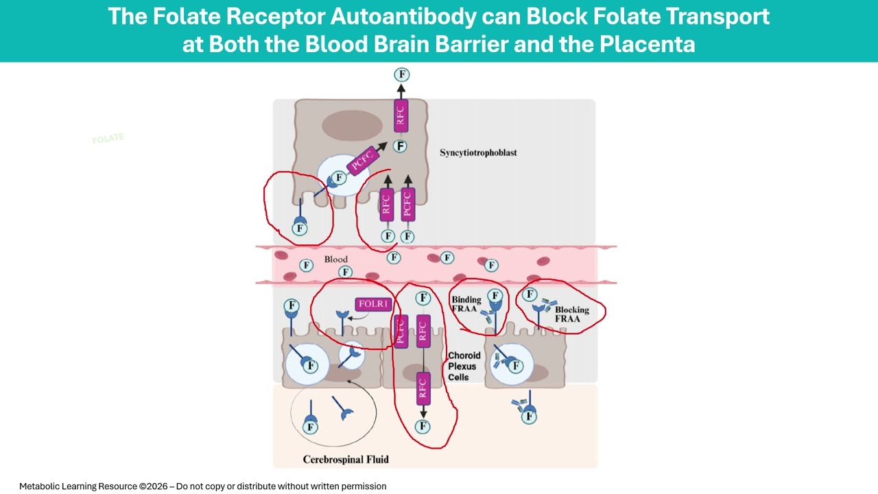 Folate Antibodies Across Generations - A Research Update from Dr. Richard Frye Folate Antibodies Across Generations - A Research Update from Dr. Richard Frye
