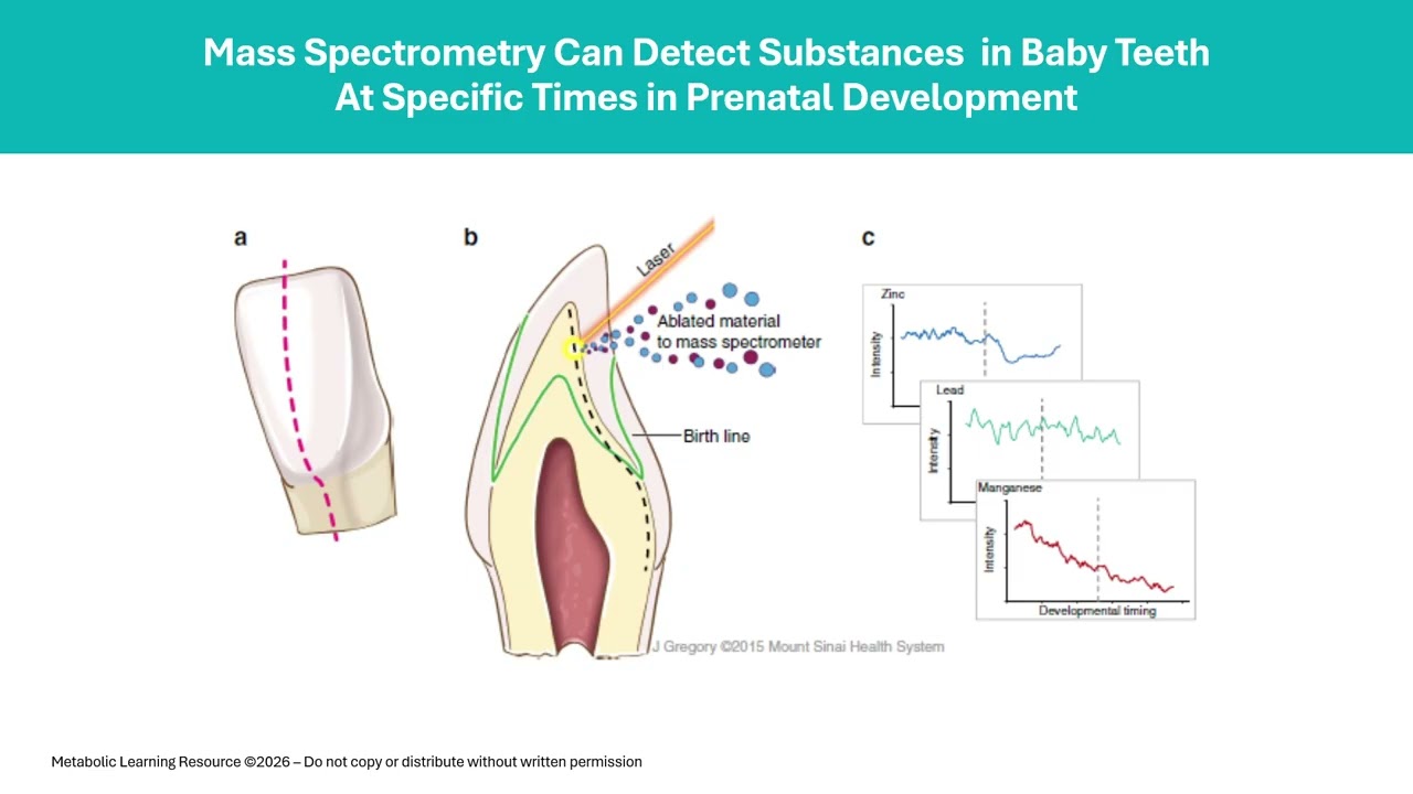 What Baby Teeth Can Teach Us About Prenatal Care - A Research Update from Dr. Richard Frye