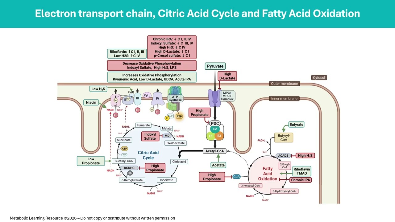 How Gut Bacteria Talk to Mitochondria - A Research Update from Dr. Richard Frye